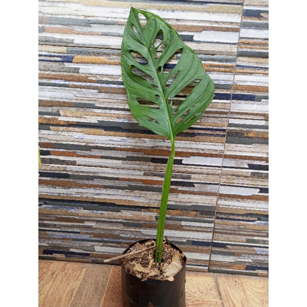 Monstera Janda Bolong Daun Besar