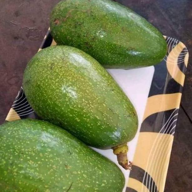 ㊏ Bibit alpukat mentega super jumbo cepat berbuah ㅧ