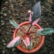 Tanaman Philodendron Pink Princess