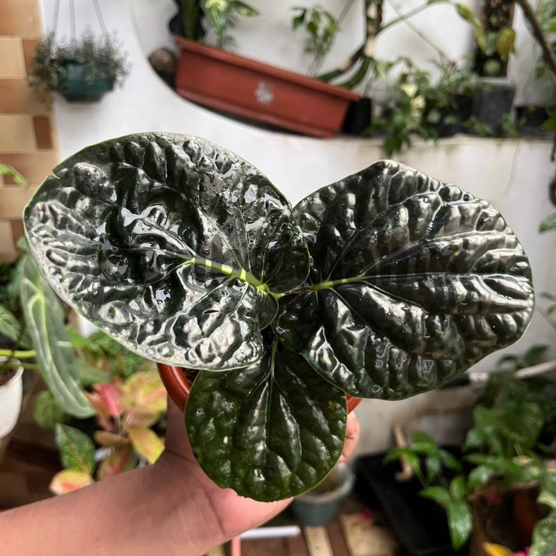 Jual Sirih Papua / Black Piper Shopee Indonesia