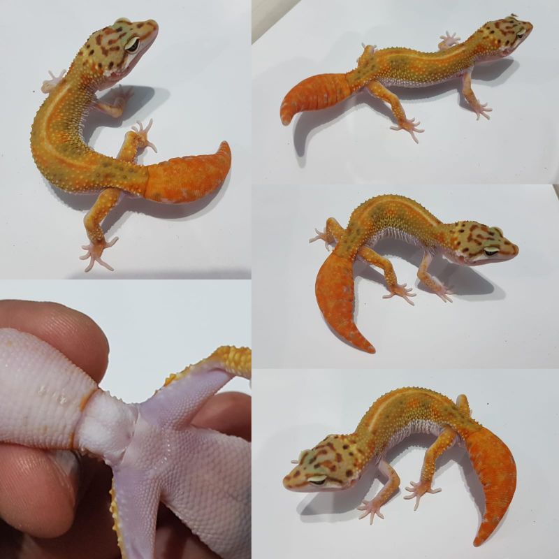 minus gecko eublepharis macularius