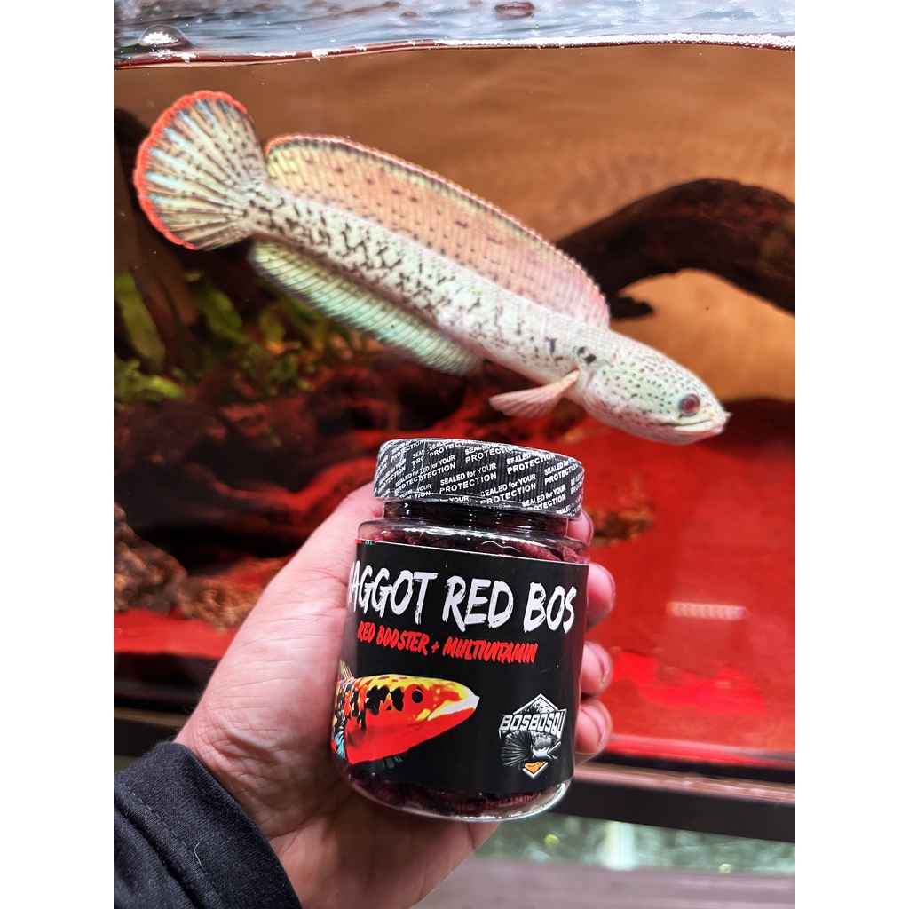 MAGGOT RED (MERAH) @BOS BOS QU GRADE A+ FREE STIKER ( NEW FORMULA) 30 GRAM