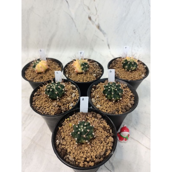 Kaktus Gahar Gymno Miha RJ8 Variegata Gymnocalycium Mihanovichii Var