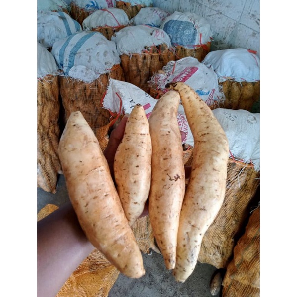 

ubi cilembu ,ubi madu, buat oven / kukus , tela tela , keripik ubi