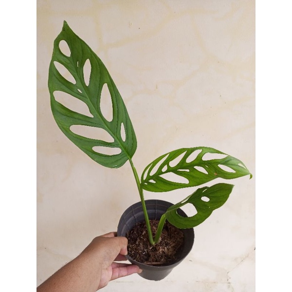 Tanaman Hias Janda Bolong Monstera Janda Bolong Daun Besar