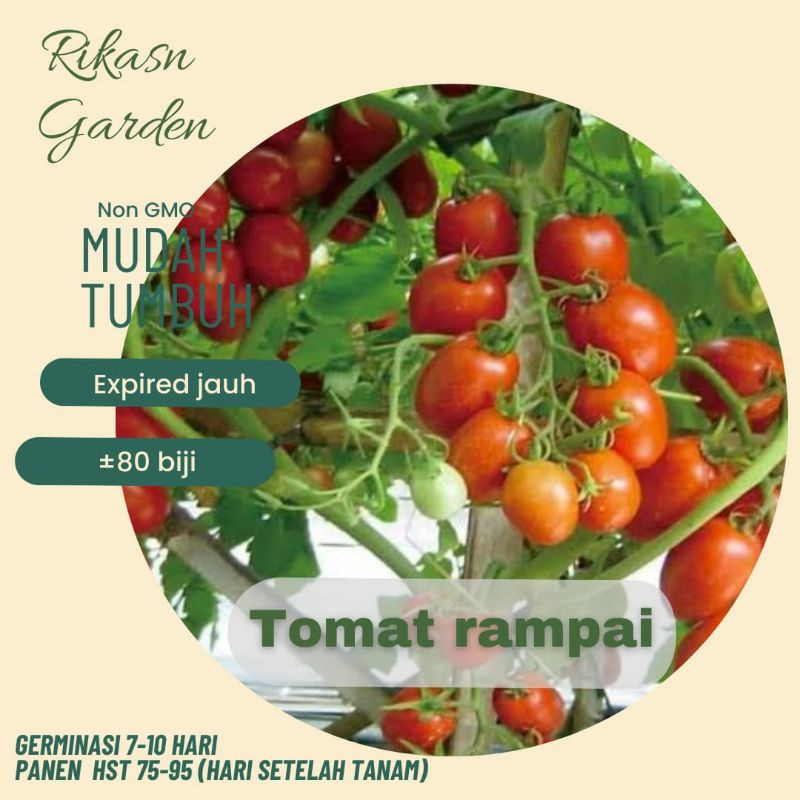 KHUSUS BATAM benih biji bibit tomat rampai