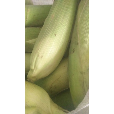 

Jagung manis sweet corn