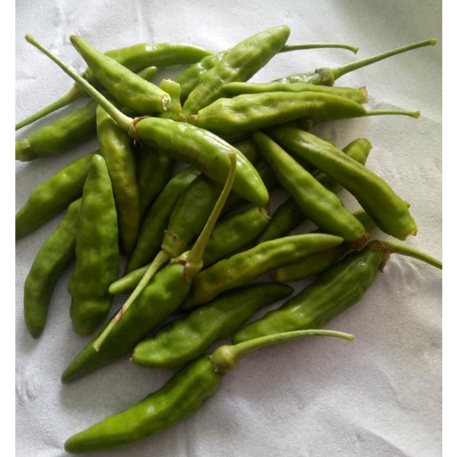 1 Gram Benih LOJANA Cabe Rawit Hijau Besar Merunduk Ratusan Biji