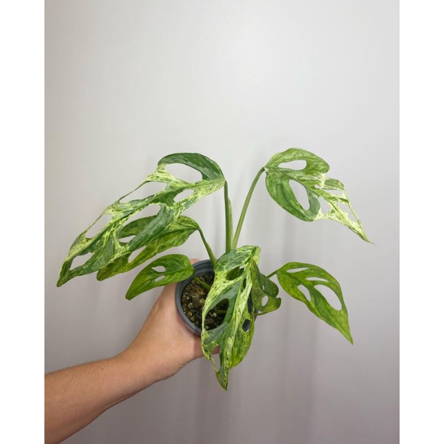 Tanaman Hias Janda bolong varigata lokal / monstera adansonii mint / monstera adasoni adansonii vari