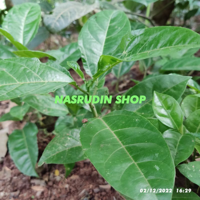 

[Fresh] BIBIT BUAH MARKISA BIBIT TANAMAN BUSH MARKISA KUNING