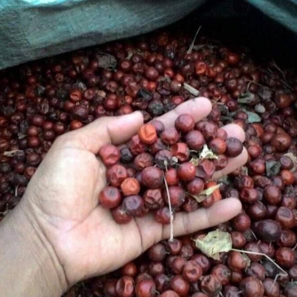 

{L-W5}♡→ BUAH BIDARA KERING 1 KG kekinian