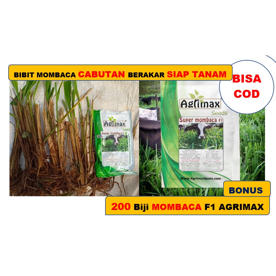 5 bibit mombaca cabutan Bonus 200 biji mombaca F1 asal agrimax
