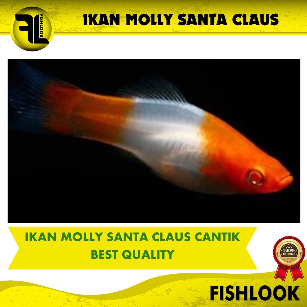 ikan hias aquascape moly santa claus