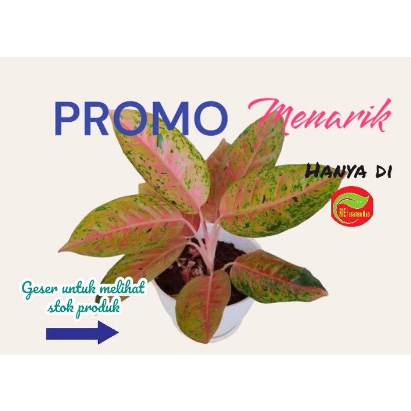 Tanaman Hias AGLONEMA BIGROY JUMBO/INDUKAN