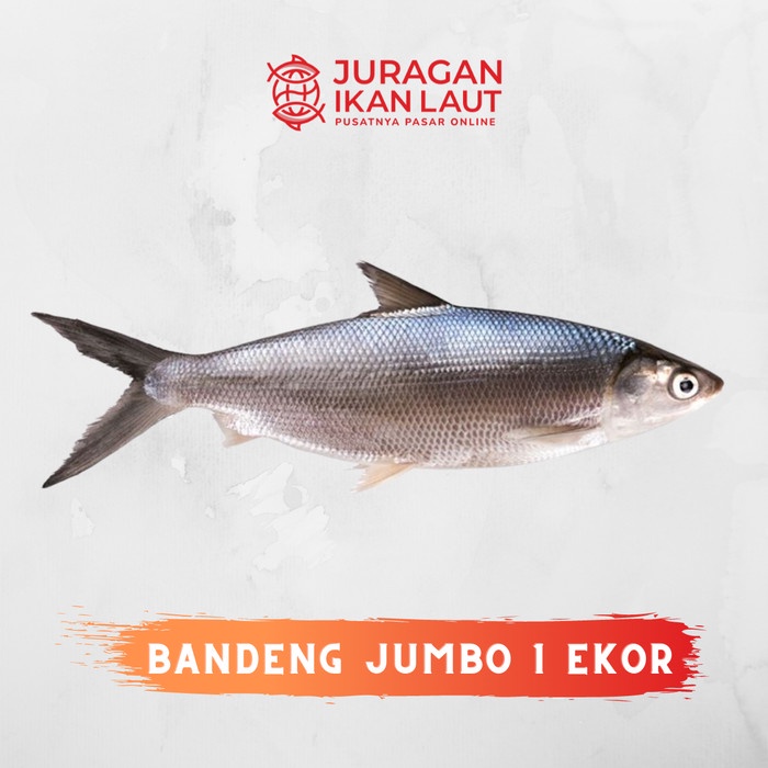 Ikan Bandeng Jumbo Ukuran 1 Ekor Segar Berkualitas - 1 Kilogram