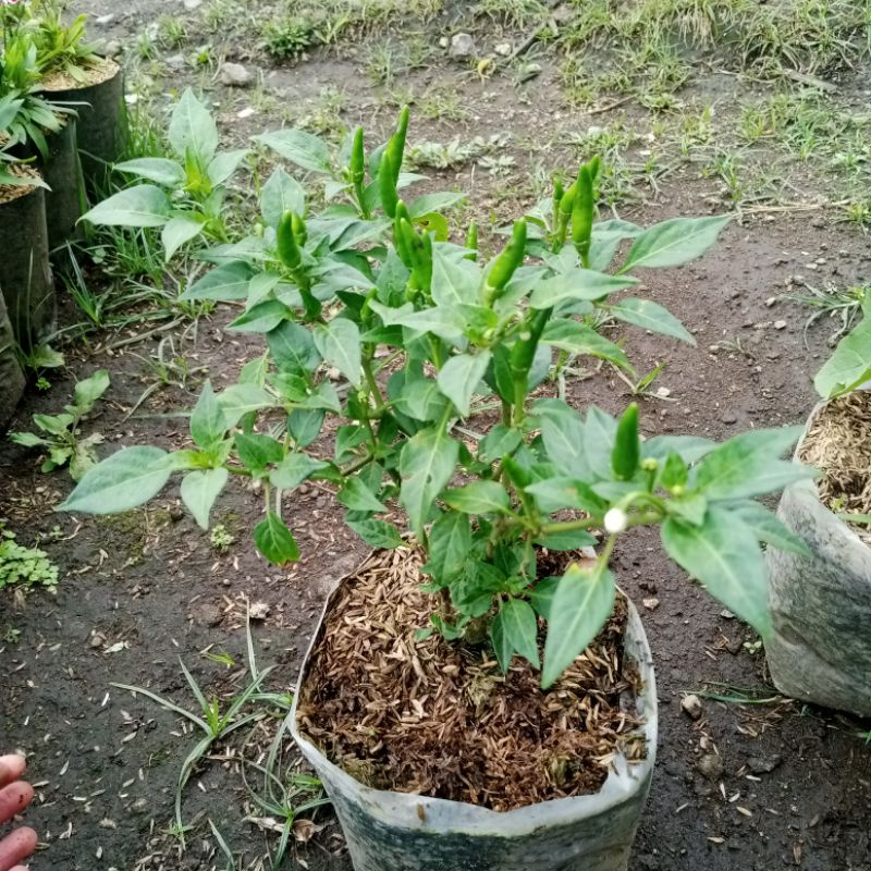 Cabe Rawit Hijau cengek bara cabe setan