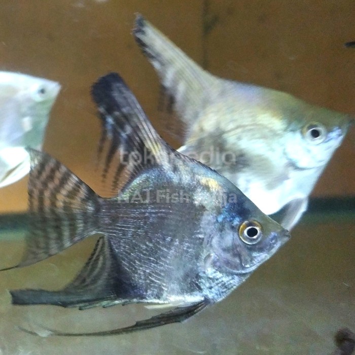 Manfish Smokey Cakep Penghias Aquarium Aquascape GojekOnly
