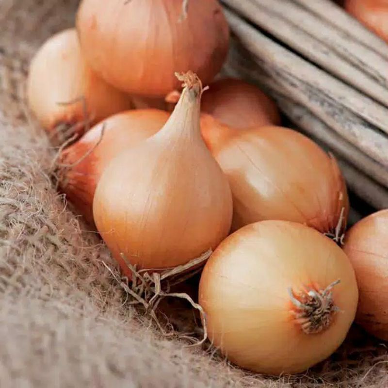 7Biji/Benih/Bibit Bawang bombay