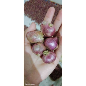 

Bawang merah 1kg