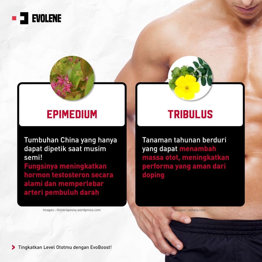 Evolene Evoboost Evo Boost Testosterone Booster 60 caps kapsul Suplemen Testoterone Booster