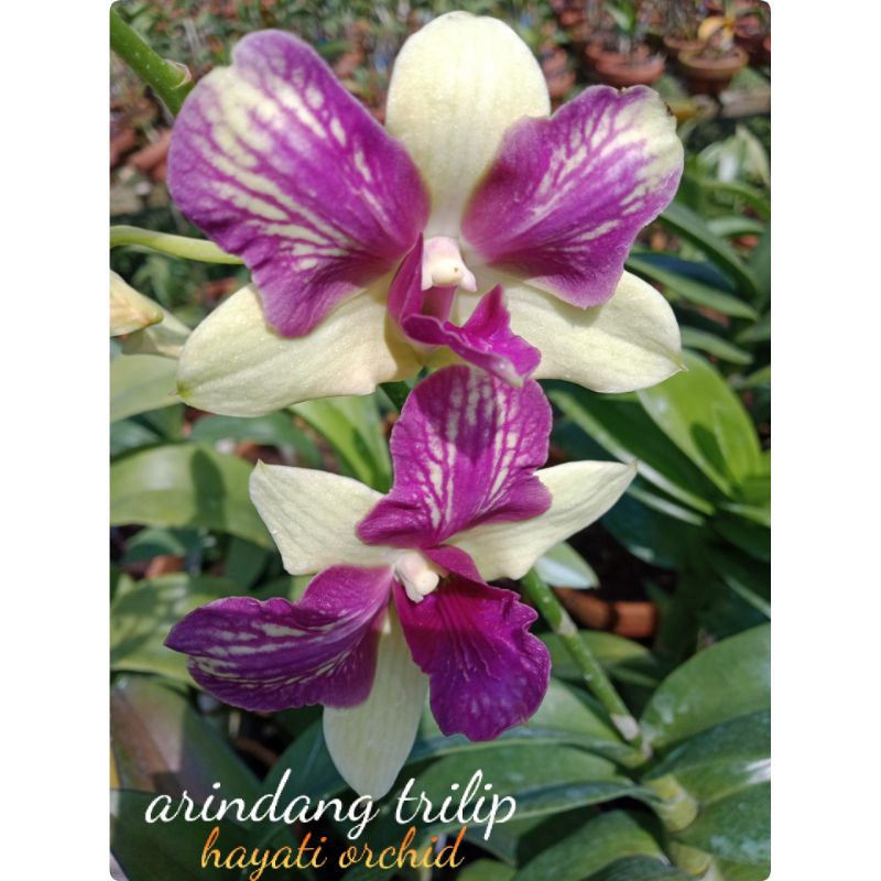 Anggrek Dendrobium Arindang Trilip