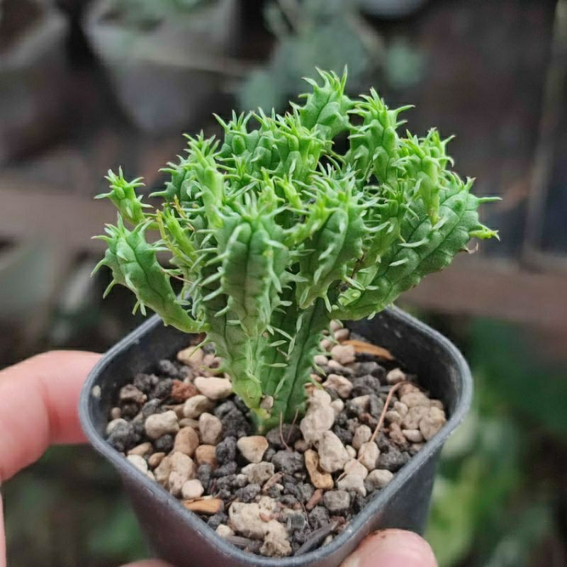 Kaktus Euphorbia Submammilaris | Paket Kaktus Sukulen Satuan Bebas Pilih Jenis | Sekulen Echeveria G