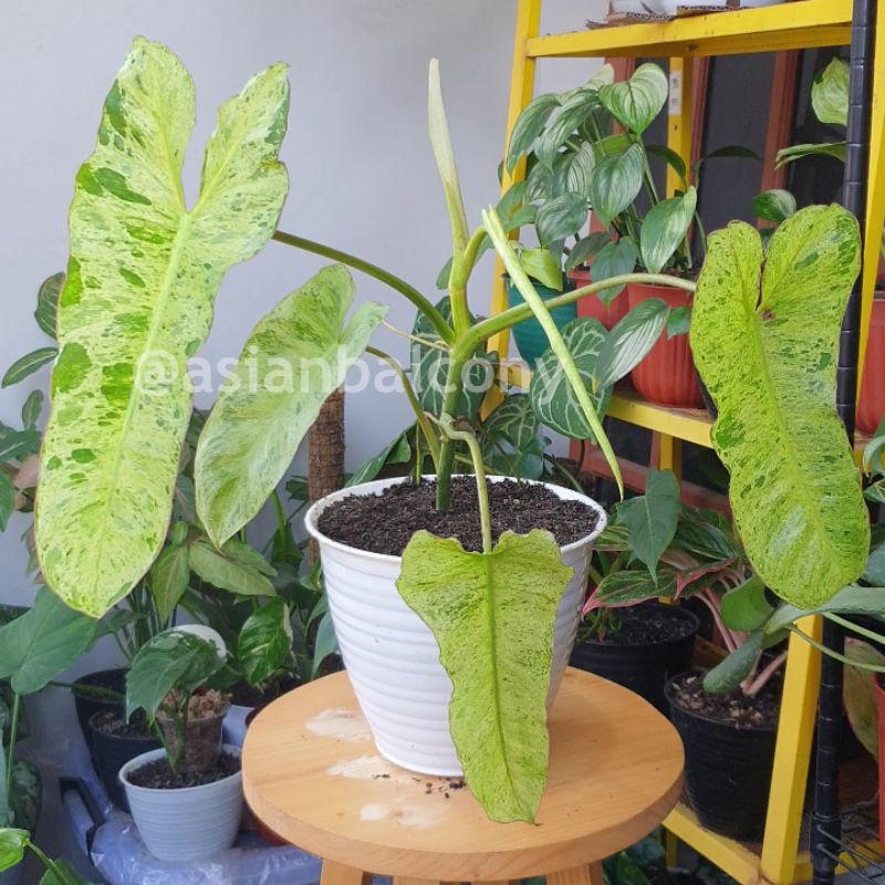 Philodendron Paraiso Verde | Tanaman hias aroid di pot