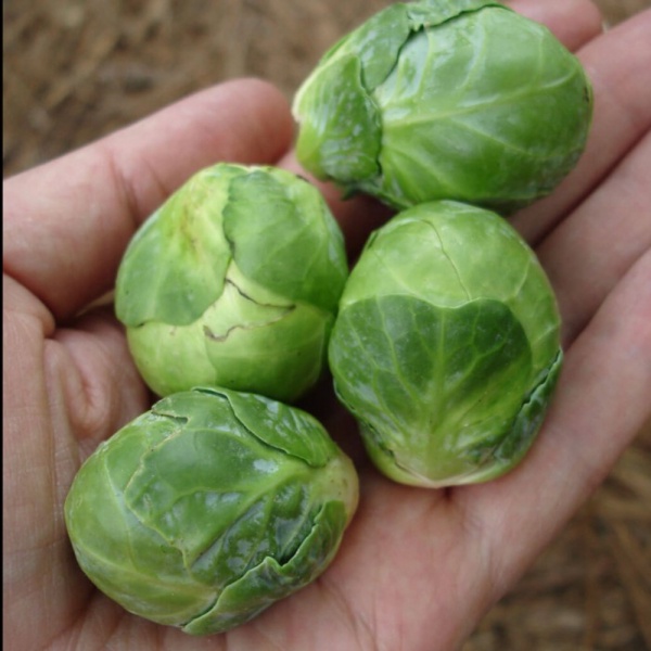 Benih Bibit Sayur Kol / Kubis Kecil Mini - Brussel Sprouts Isi 15 Biji
