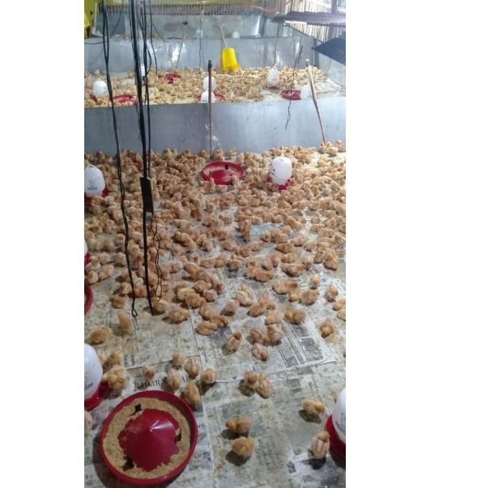 PALING DICARI Desinfektan + Fungisida CapBADAK 1liter ☭ 855