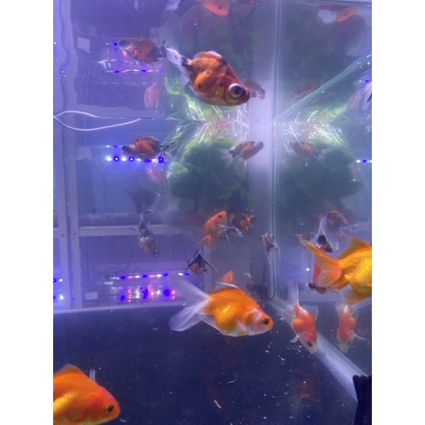 IKAN MAS KOKI MUTIARA ORANDA BULLDOG AQUASCAPE AQUARIUM AIR TAWAR