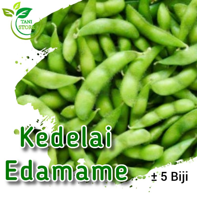 ±5 Biji benih kedelai edamame_kedelai edamame_bibit kedelai