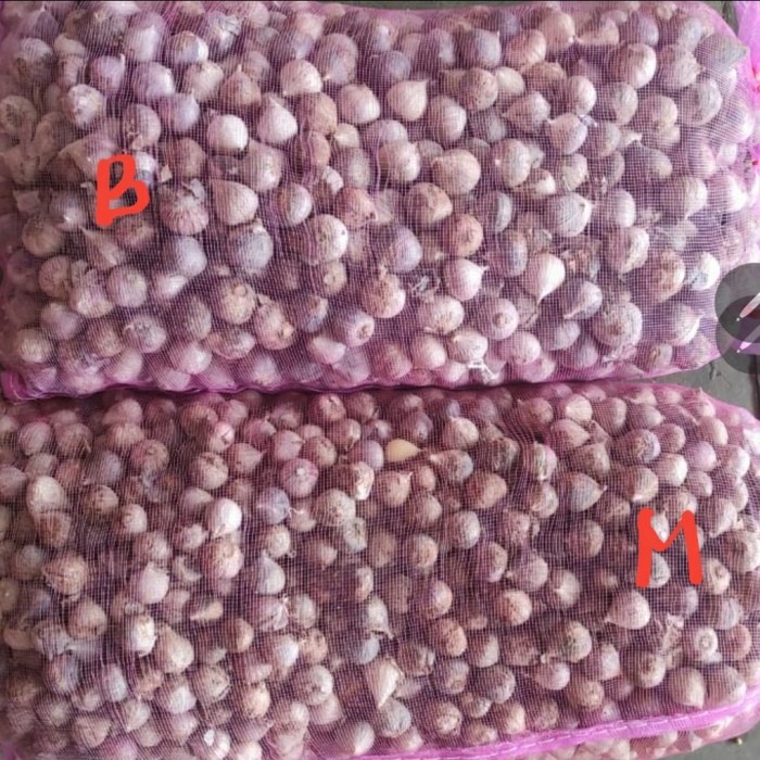 

bawang putih tunggal uk besar @10kg