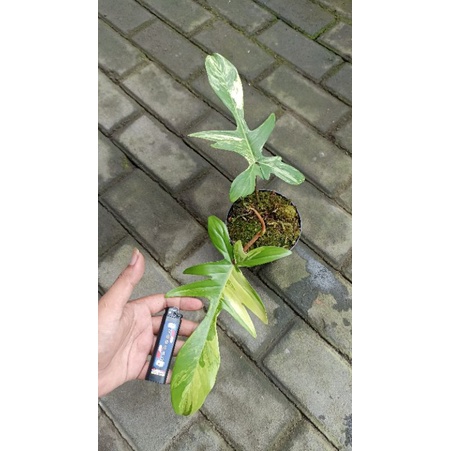 philodendron Florida beauty, Florida beauty, flobe