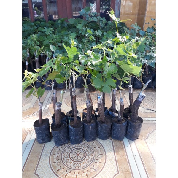 bibit anggur import grafting