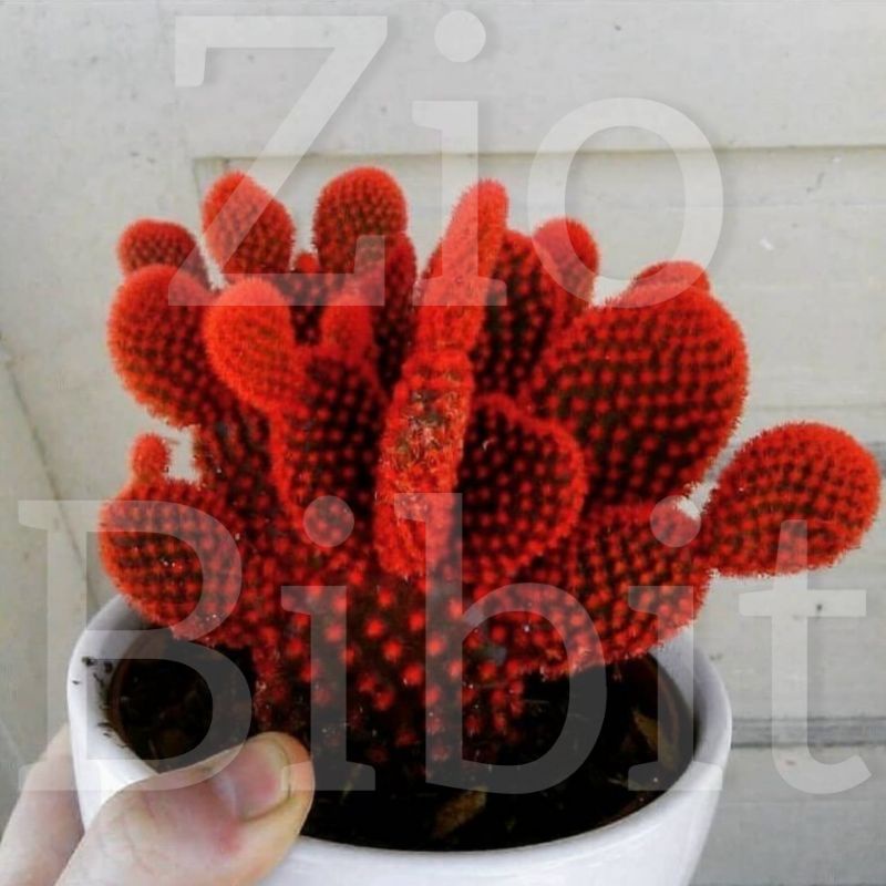 Bibit benih biji kaktus sukulen hias mini import zweta