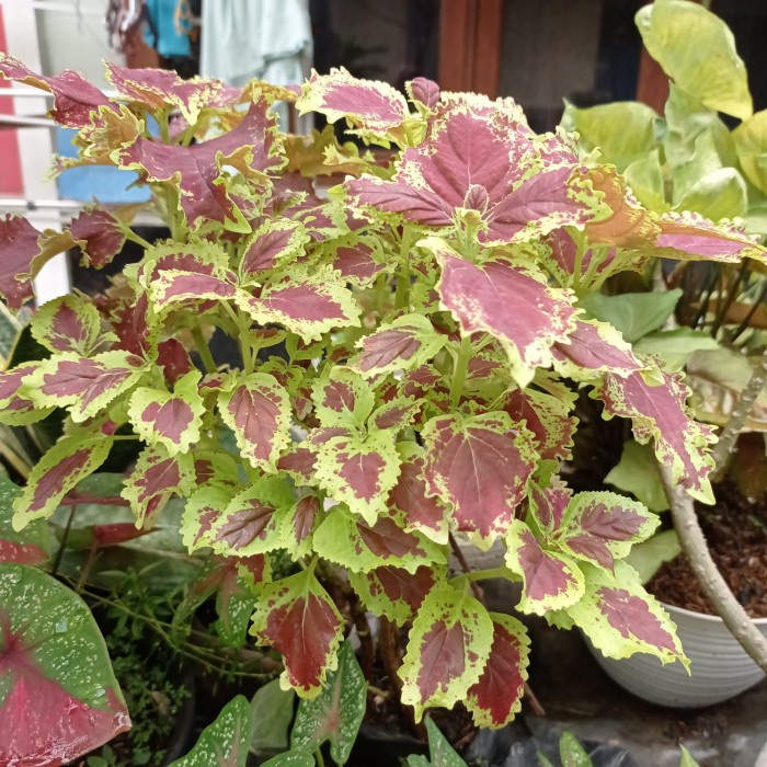 Pohon Hias Myana (coleus)