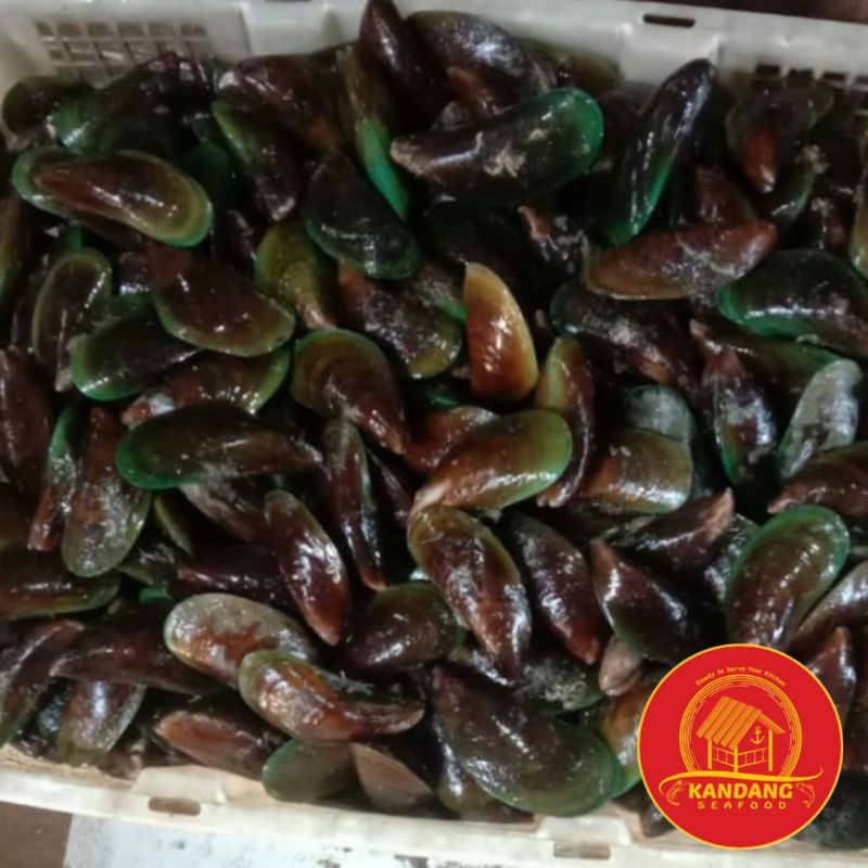 

Kerang Hijau Fresh Hidup Segar 1 Kg