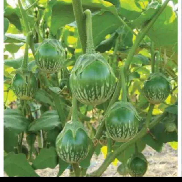 25 Benih Terong Lalap Hijau Kenari Bulat Sayuran Unggul Berkualitas - Bibit Tanaman Sayur