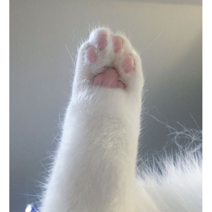 [booked] CHAN NACIFIC R8A