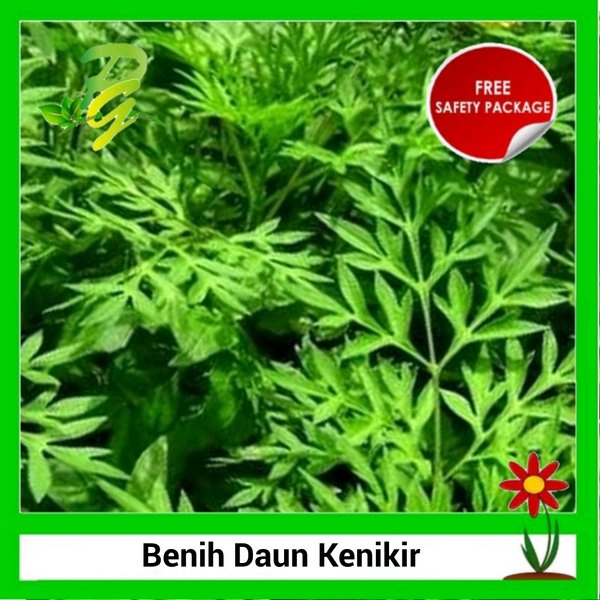 Jual Benih Biji Daun Kenikir Benih Ulam Raja Kenikir Lalap