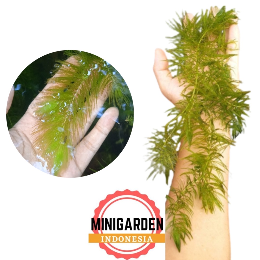 GANGGANG AIR tanaman air aquascape ganggang hijau hydrilla hornwort egeria densa