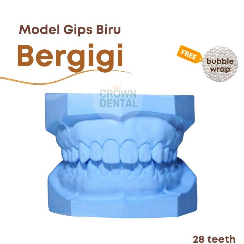 Model Gips Stone Biru Bergigi - 28 gigi