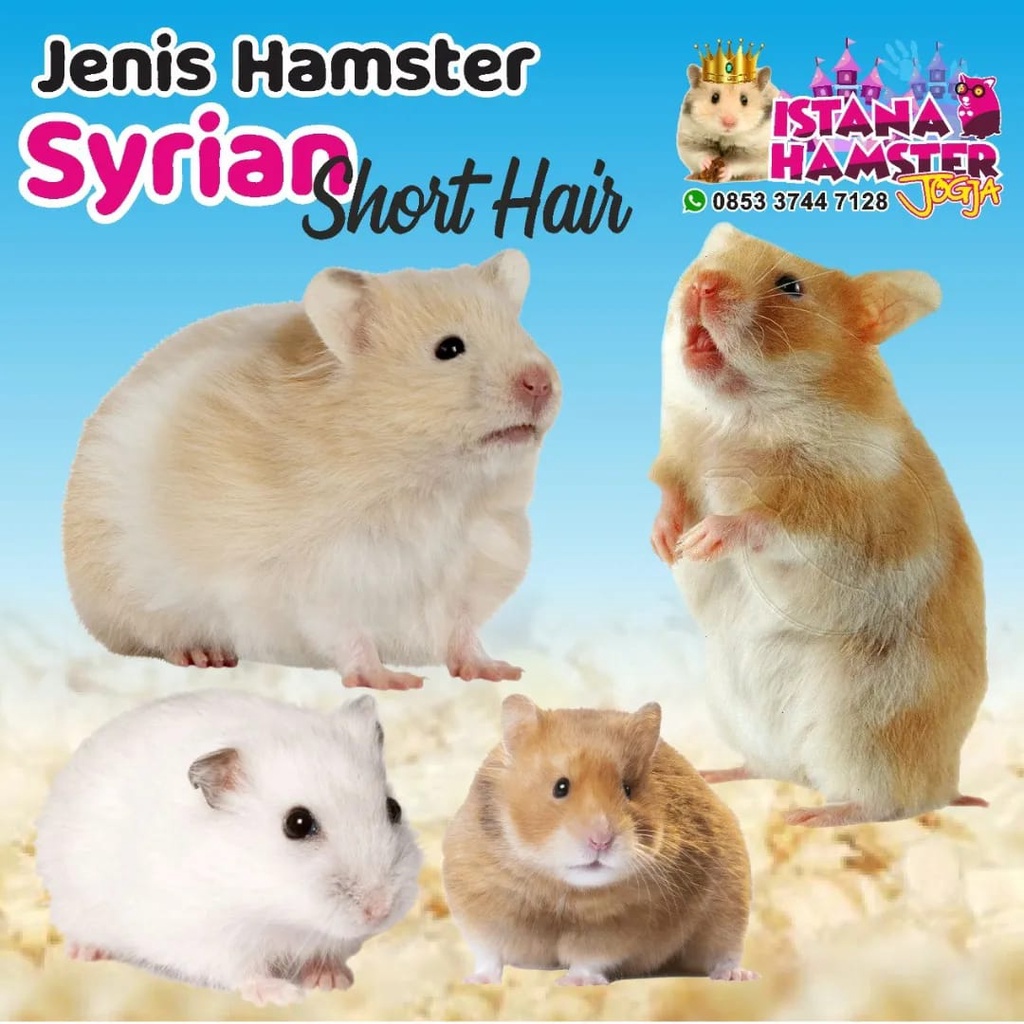 Hamster Syrian Short Hair Dewasa Koleksi Istana Hamster Jogja Sehat Gemoy