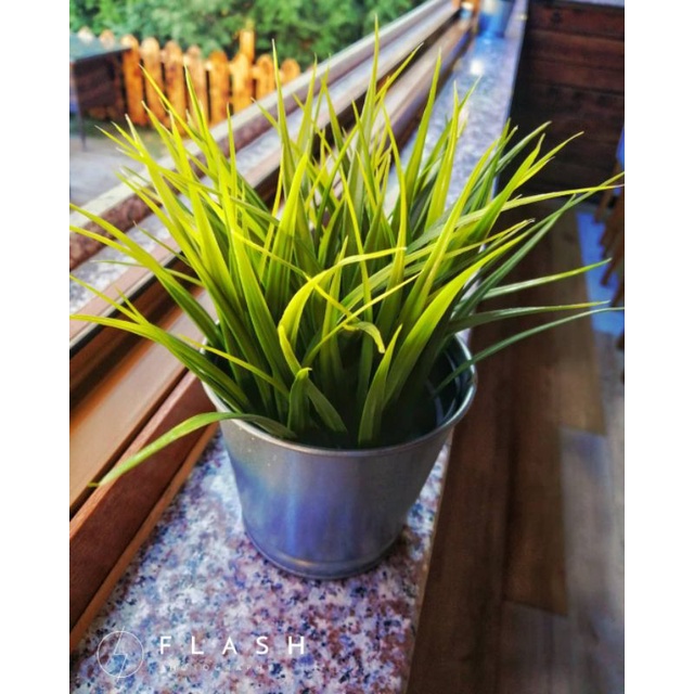 Bibit herbal akar wangi / narwastu / akar rumput wangi / serai akar wangi / Chrysopogon zizanioides