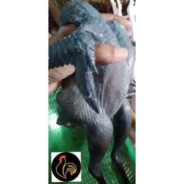 

Ayam Kampung Hitam