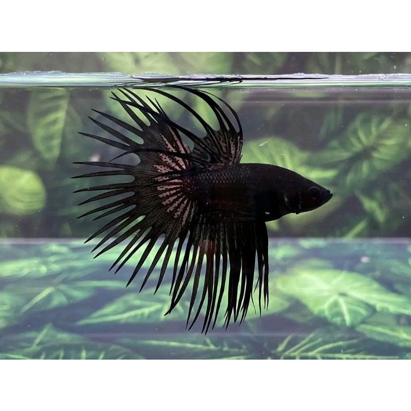 ikan cupang CT black orchid