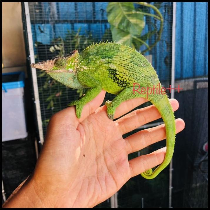 Promo Fischer Chameleon Bali