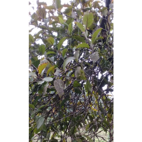 

Benalu petai asli segar 250 gram