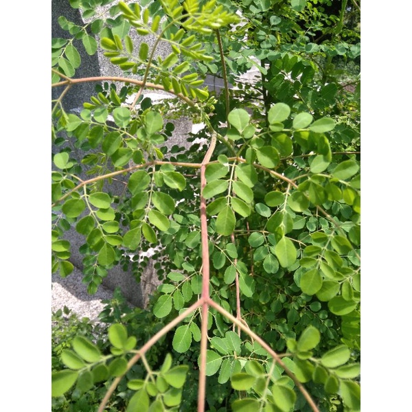 Daun kelor merah 1000 gram fresh