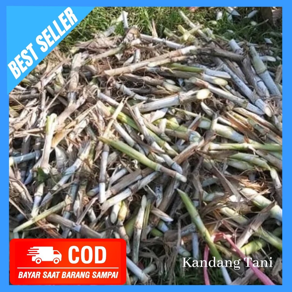 Bibit rumput zanzibar kualitas unggul asli 1 kg